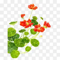 水彩花卉-空若网 水彩花卉-空若网