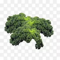 甘蓝叶蔬菜花椰菜-照片-空若网 甘蓝叶蔬菜花椰菜-照片-空若网
