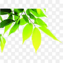 春意绿树阳光创意-空若网 春意绿树阳光创意-空若网