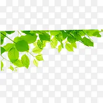 春天绿树阳光树叶-空若网 春天绿树阳光树叶-空若网