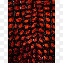 Ƥ¸ï±³¾°-¿ÕÈôÍø Ƥ¸ï±³¾°-¿ÕÈôÍø