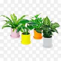 阳台上植物多彩盆栽-空若网 阳台上植物多彩盆栽-空若网