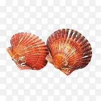 扇贝-空若网 扇贝-空若网