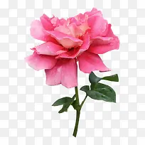 玫瑰花-空若网 玫瑰花-空若网