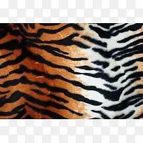 »¢Æ¤±³¾°ÎÆÀí-¿ÕÈôÍø »¢Æ¤±³¾°ÎÆÀí-¿ÕÈôÍø