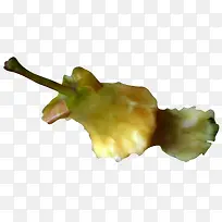 ˮ��ƻ��-������