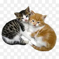 卡通动物素材动物素材 动物猫咪-空若网 卡通动物素材动物素材 动物猫咪-空若网
