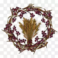 叶植物树-勃艮第花-空若网 叶植物树-勃艮第花-空若网