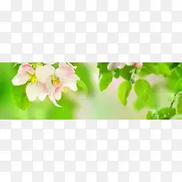 唯美高清花朵清新海报背景-空若网 唯美高清花朵清新海报背景-空若网