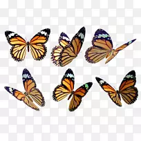 帝王蝶画彩色摄影.蝴蝶-空若网 帝王蝶画彩色摄影.蝴蝶-空若网