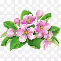 花开天竺葵-空若网 花开天竺葵-空若网