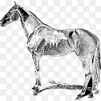 手绘-空若网 手绘-空若网