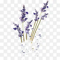 紫色薰衣草水泡-空若网 紫色薰衣草水泡-空若网