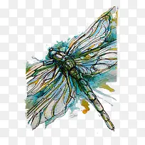 绿色的蜻蜓-空若网 绿色的蜻蜓-空若网