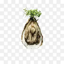 生吃的生蚝-空若网 生吃的生蚝-空若网