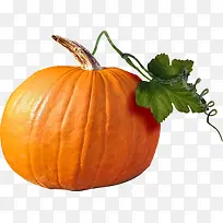 卡通蔬菜图片手绘 精品南瓜-空若网 卡通蔬菜图片手绘 精品南瓜-空若网