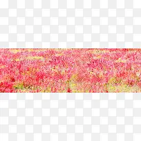 Ѥ����ɫ������������-������