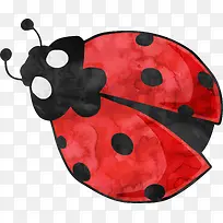 昆虫-空若网 昆虫-空若网