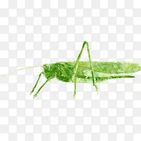 昆虫-空若网 昆虫-空若网