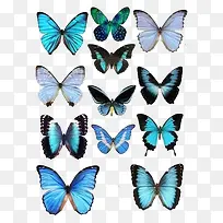 彩色蝴蝶标本-空若网 彩色蝴蝶标本-空若网