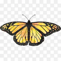 蝴蝶-空若网 蝴蝶-空若网