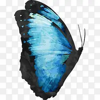 蝴蝶-空若网 蝴蝶-空若网