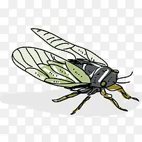 黑色边框矢量卡通蝉-空若网 黑色边框矢量卡通蝉-空若网