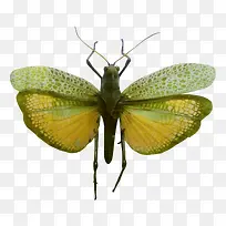 草蜢图片-空若网 草蜢图片-空若网