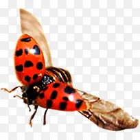 չ������ư�渴��-������