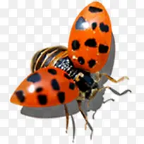 展翅昆虫瓢虫自然-空若网 展翅昆虫瓢虫自然-空若网