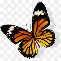 黑色昆虫展翅美景-空若网 黑色昆虫展翅美景-空若网