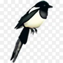 白色喜鹊七夕-空若网 白色喜鹊七夕-空若网