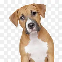 ��ɫ���ӻ�ɫС��-������