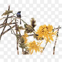 菊花-空若网 菊花-空若网