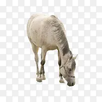 吃草的白马-空若网 吃草的白马-空若网