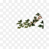 中秋素材 树叶-空若网 中秋素材 树叶-空若网