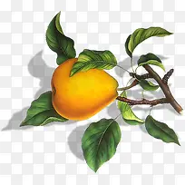 黄色梨子-空若网 黄色梨子-空若网