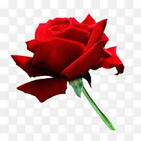一枝玫瑰-空若网 一枝玫瑰-空若网