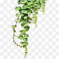 高清摄影绿色的葡萄树支架-空若网 高清摄影绿色的葡萄树支架-空若网