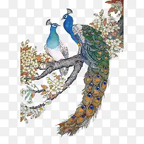 矢量孔雀-空若网 矢量孔雀-空若网