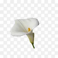 马蹄莲-空若网 马蹄莲-空若网