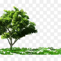 大树-空若网 大树-空若网