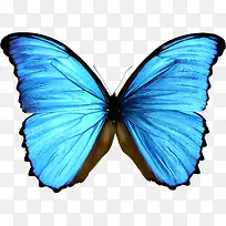 蓝色蝴蝶-空若网 蓝色蝴蝶-空若网