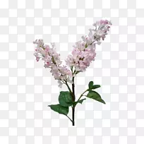 紫丁香花薰衣草紫丁香花-空若网 紫丁香花薰衣草紫丁香花-空若网