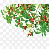 绿色树枝上的红枣-空若网 绿色树枝上的红枣-空若网