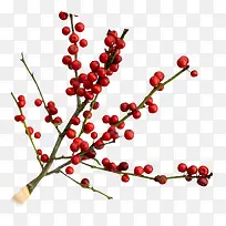 红枣树枝-空若网 红枣树枝-空若网