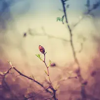 ��֦�ϵĸ���-������