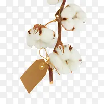 新鲜棉花-空若网 新鲜棉花-空若网