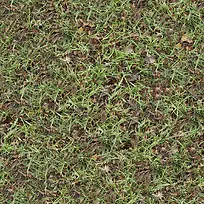 ���ϵĲ�����Ҷ-������