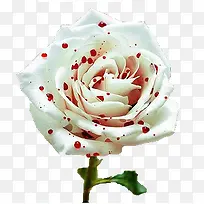 带血白玫瑰-空若网 带血白玫瑰-空若网